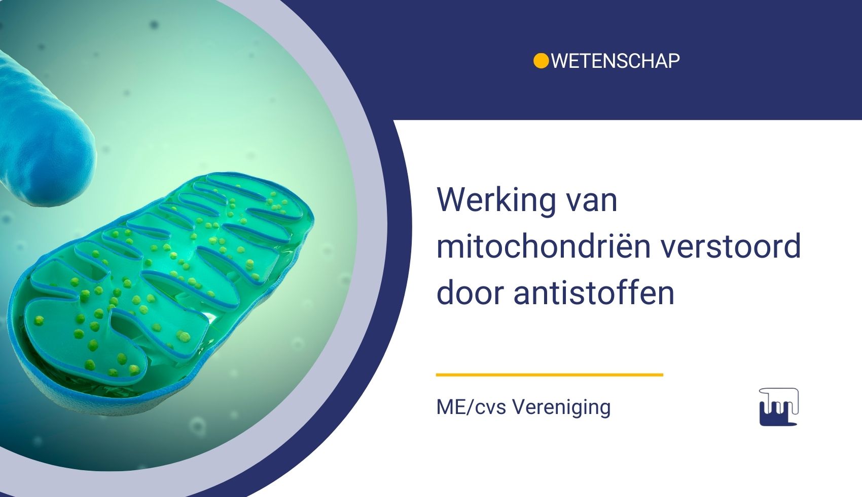 Werking mitochondriën verstoord door antistoffen augustus 2025